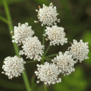 Water-dropwort, Parsley