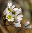 Whitlowgrass, Common