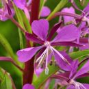 Willowherb, Rosebay