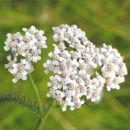 Yarrow