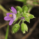 Stork's-bill, Musk